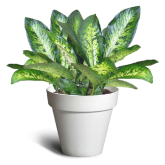 Eleni 540 Pot