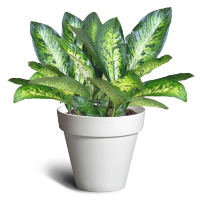 Eleni 540 Pot