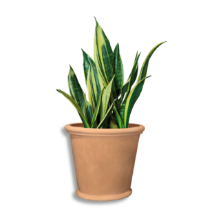 Iris 500 Pot