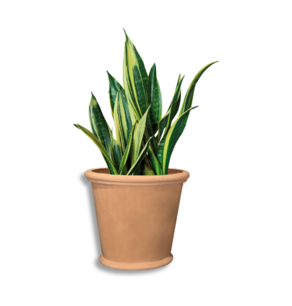 Iris 500 Pot