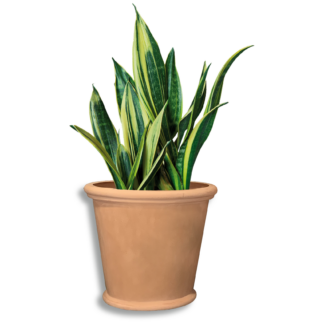 Iris 640 Pot
