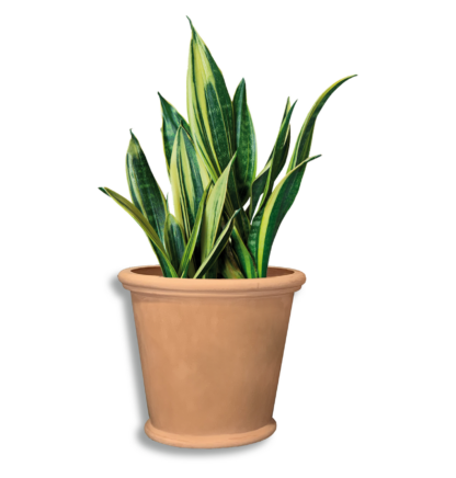 Iris 640 Pot