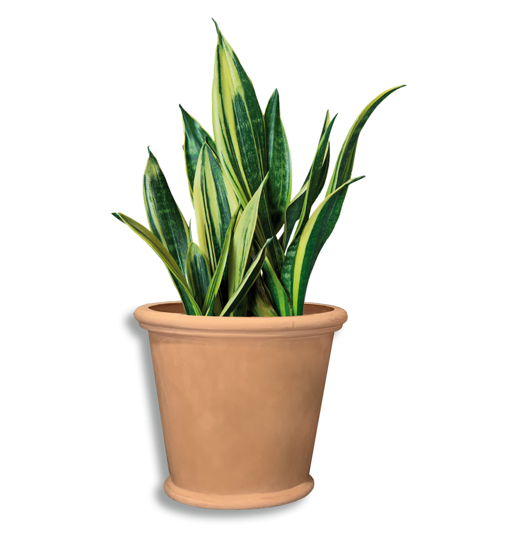 Iris 640 Pot